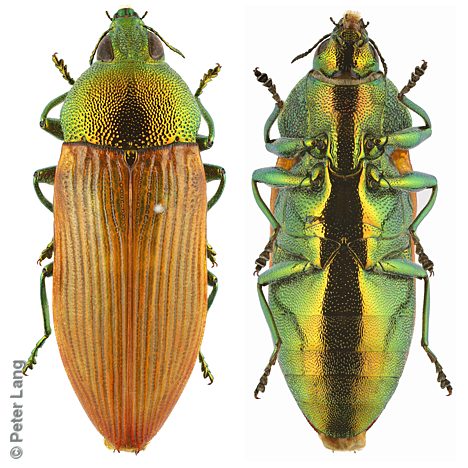 Castiarina subtincta, PL3546B, female, EP, 17.3 × 6.0 mm